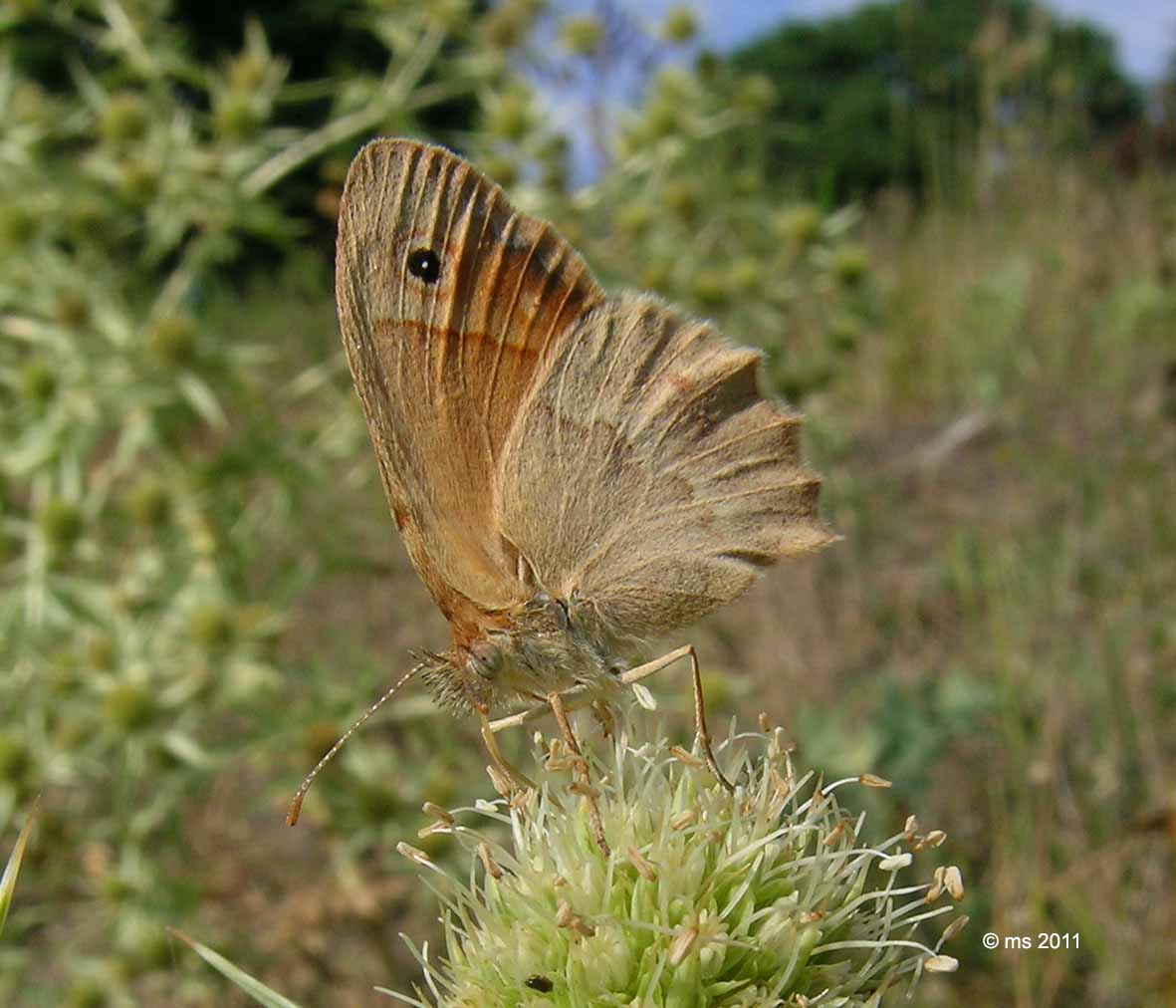 ID Nymphalidae - Coenonympha lyllus